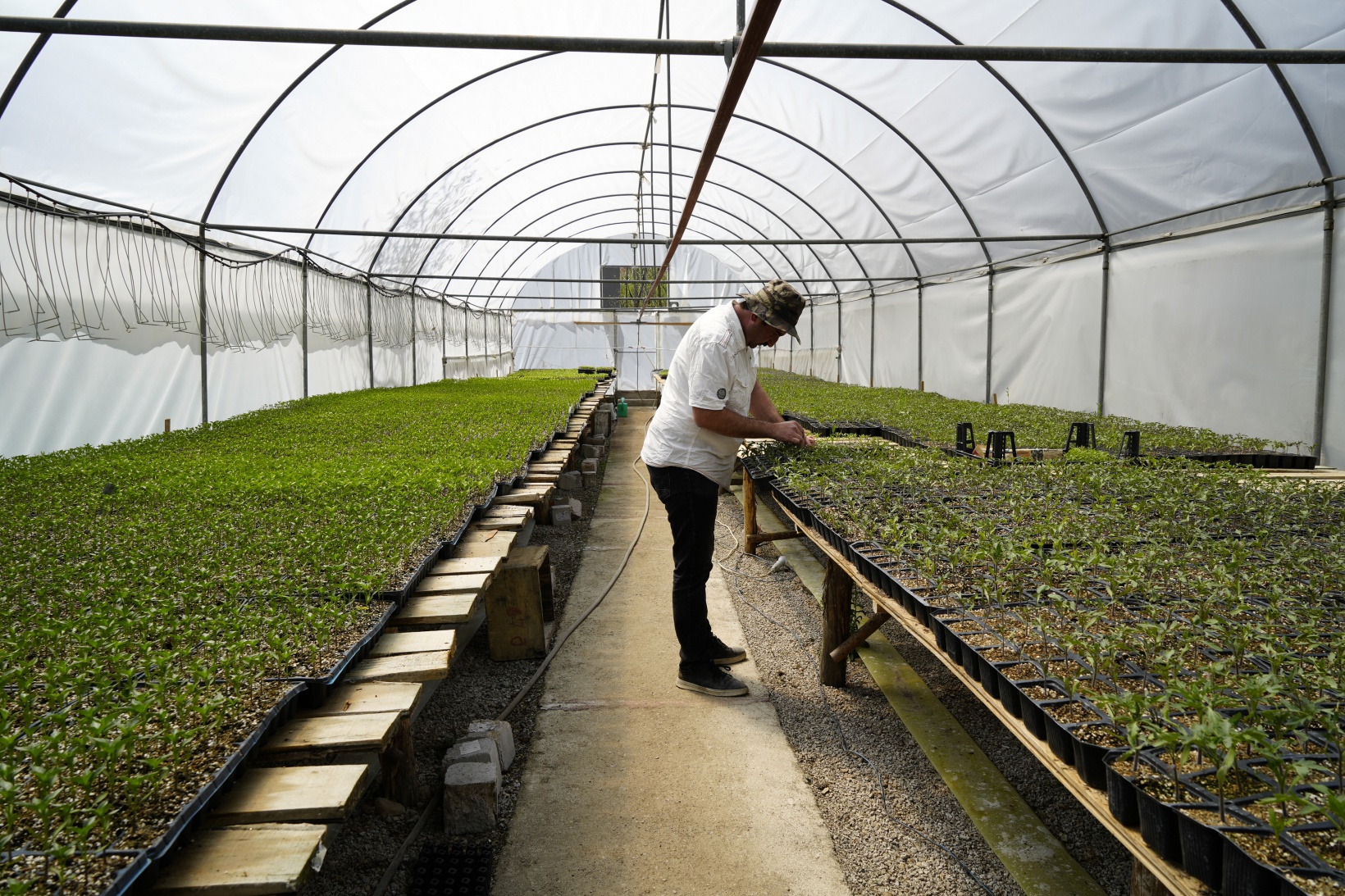100 yıllık tohumlarla ‘Osmanlı domatesi’ fidesi üretiyor 5