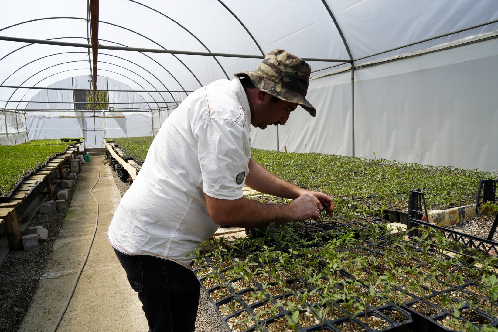 100 yıllık tohumlarla ‘Osmanlı domatesi’ fidesi üretiyor 4