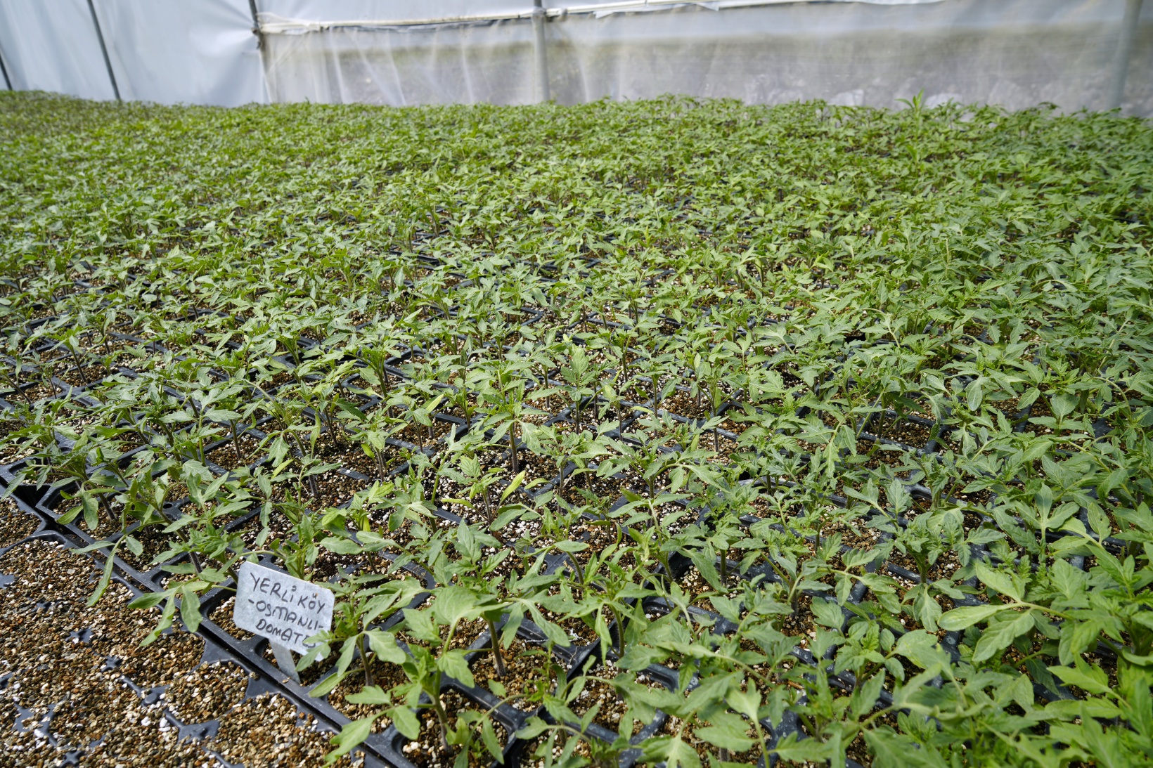 100 yıllık tohumlarla ‘Osmanlı domatesi’ fidesi üretiyor 6