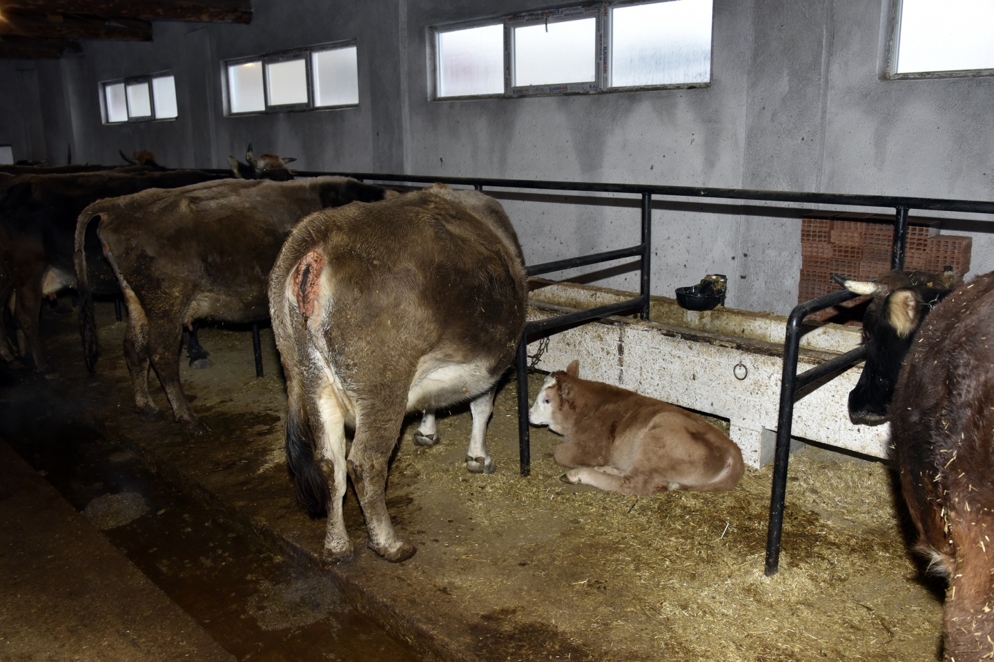 Vali Memiş: Bir mandıra, bir fabrika 12