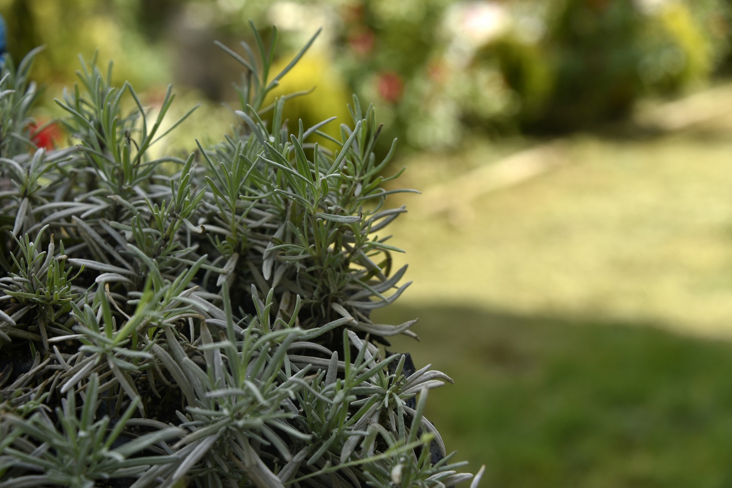 Gümüşhane’de Lavanta Projesi Hayata Geçirildi 16