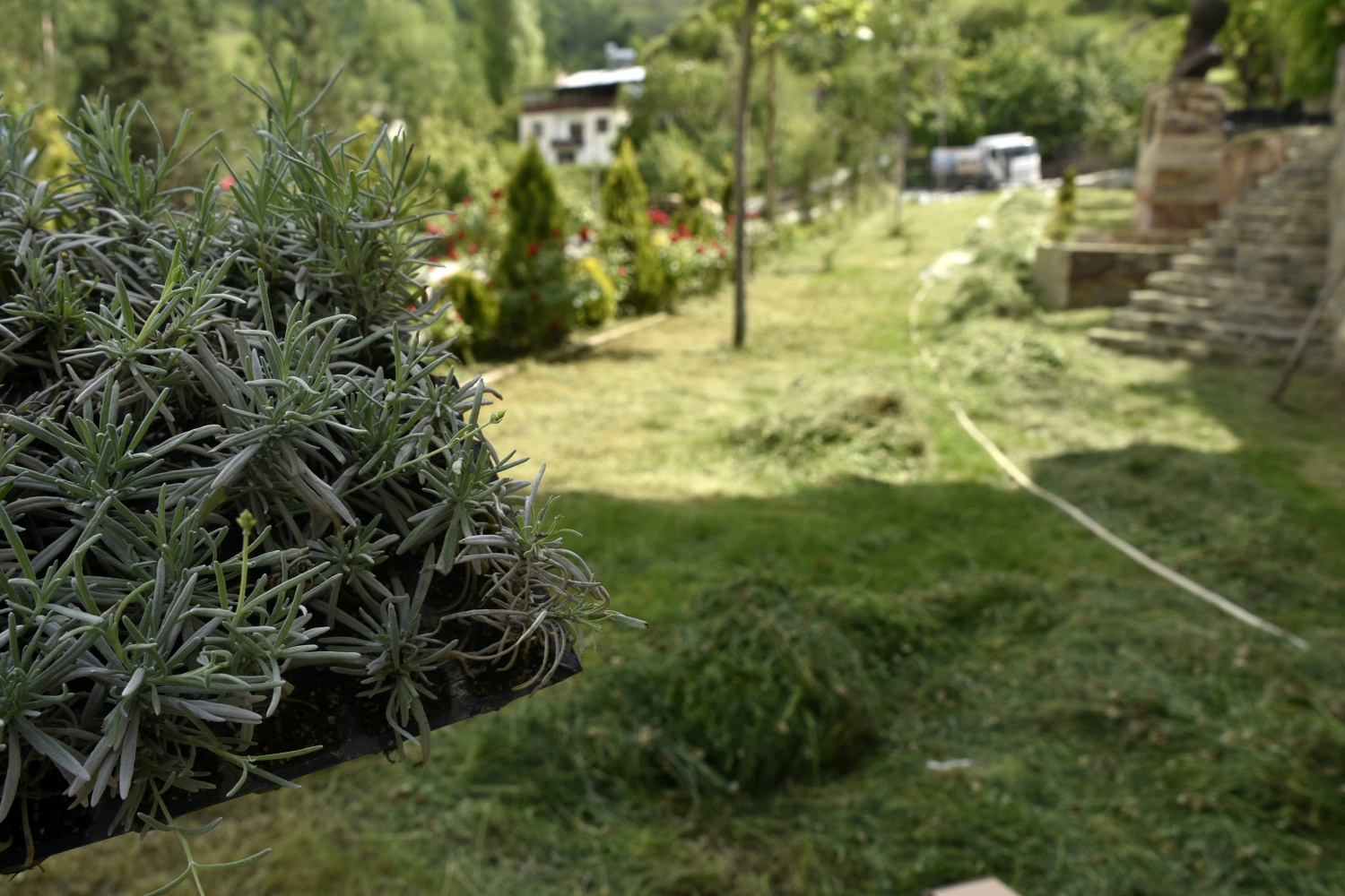 Gümüşhane’de Lavanta Projesi Hayata Geçirildi 17
