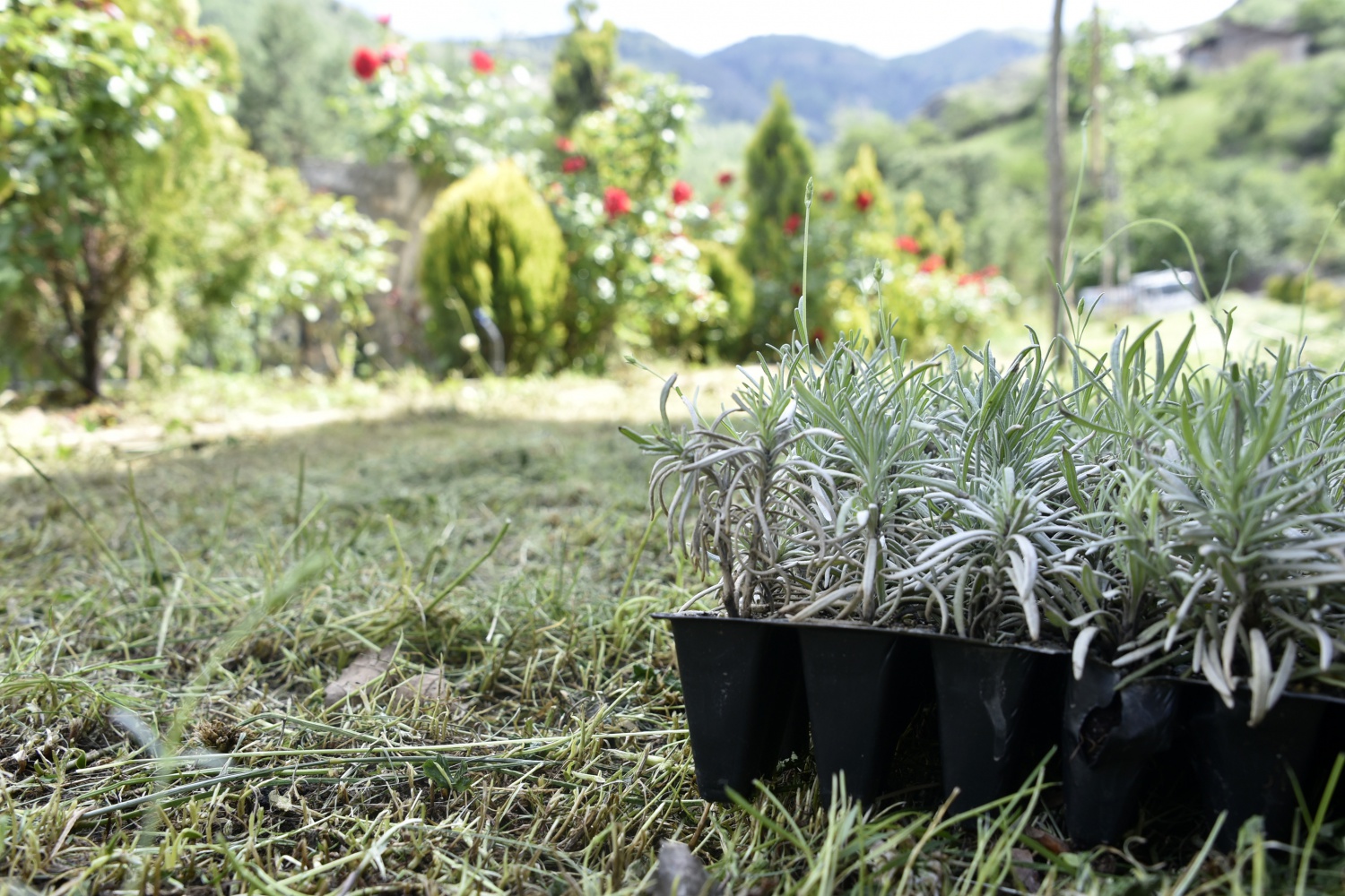 Gümüşhane’de Lavanta Projesi Hayata Geçirildi 19