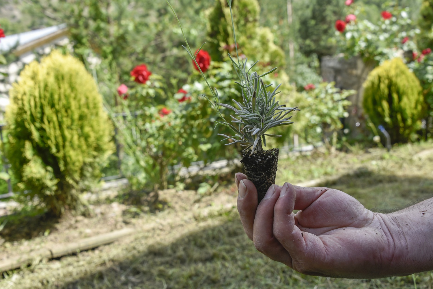 Gümüşhane’de Lavanta Projesi Hayata Geçirildi 20