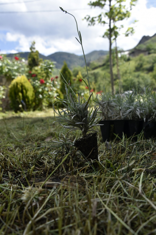 Gümüşhane’de Lavanta Projesi Hayata Geçirildi 18
