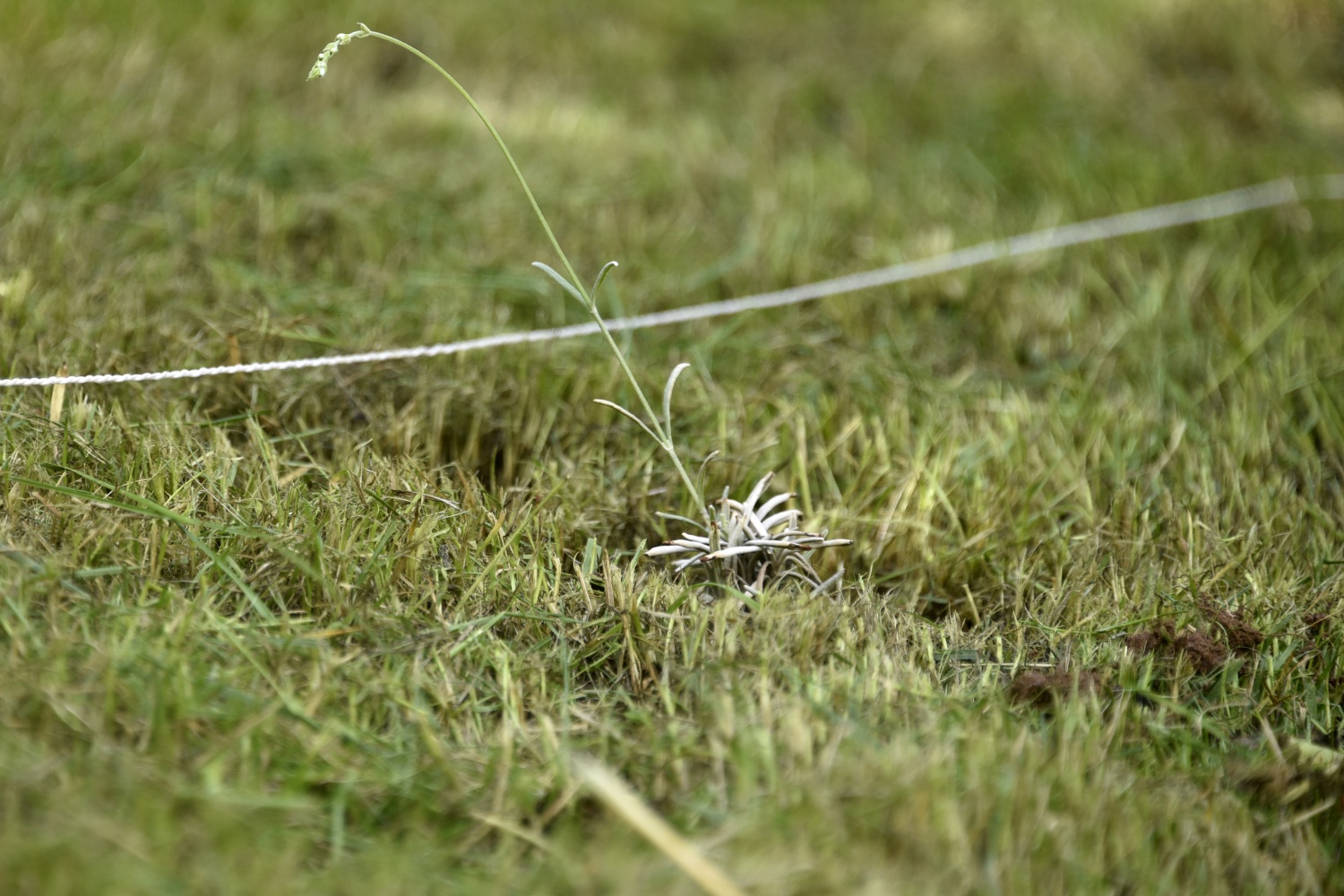 Gümüşhane’de Lavanta Projesi Hayata Geçirildi 26