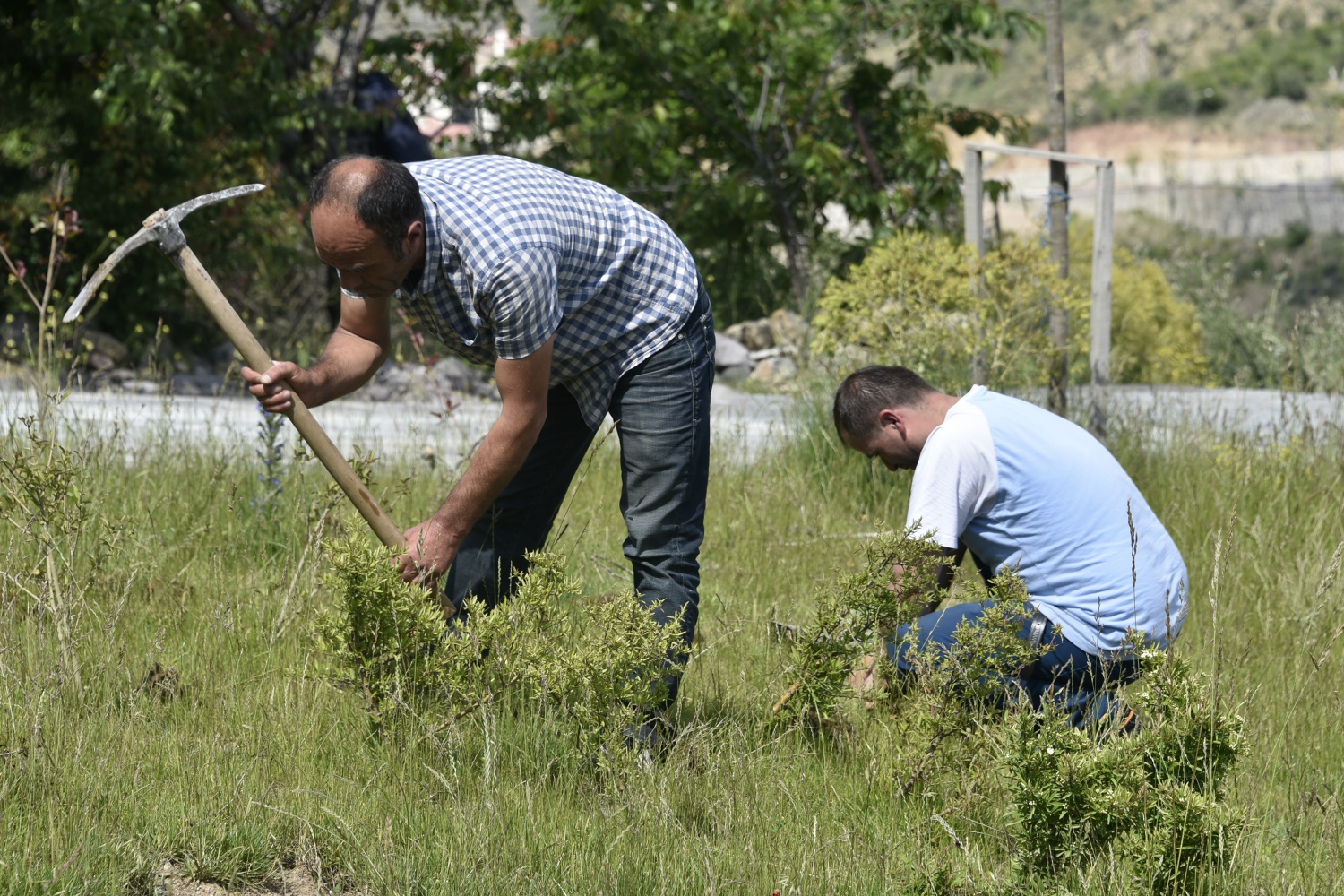 Gümüşhane’de Lavanta Projesi Hayata Geçirildi 27