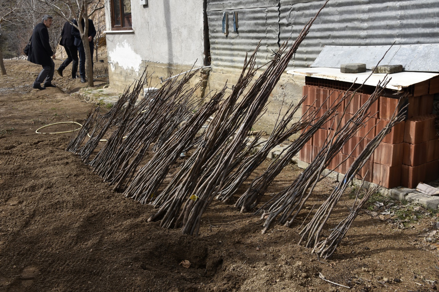Gümüşhane’de ceviz seferberliği devam ediyor 11