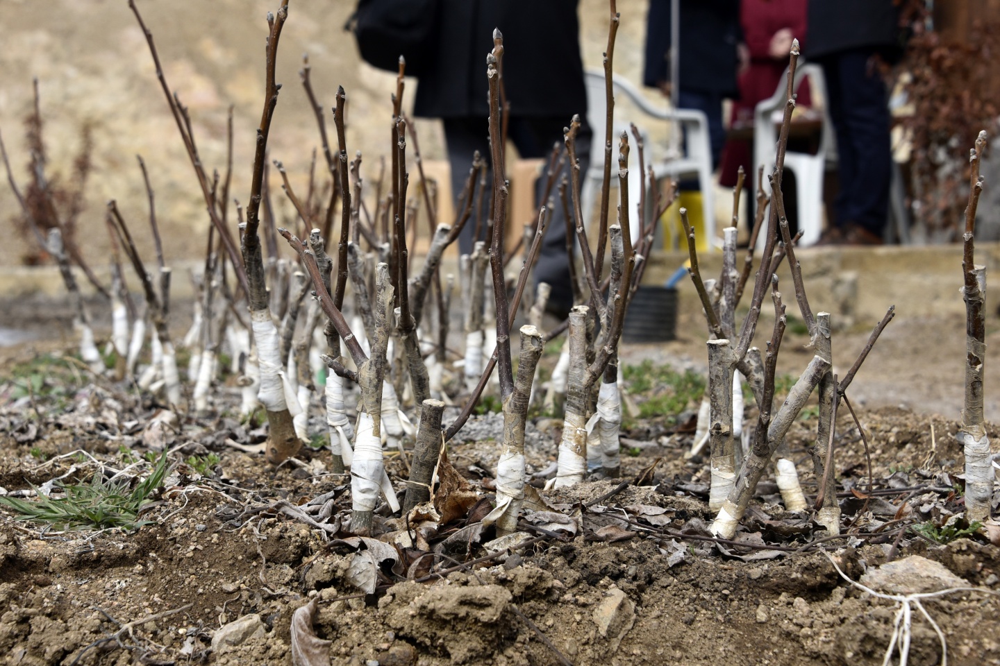 Gümüşhane’de ceviz seferberliği devam ediyor 8