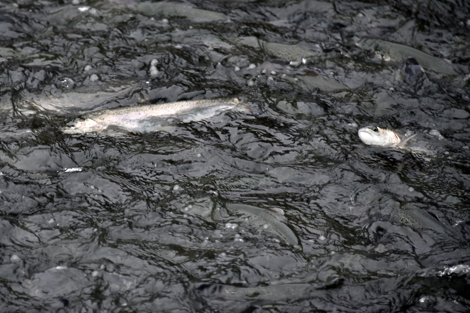 Karlı dağların arasından dünyaya balık ihracatı 14