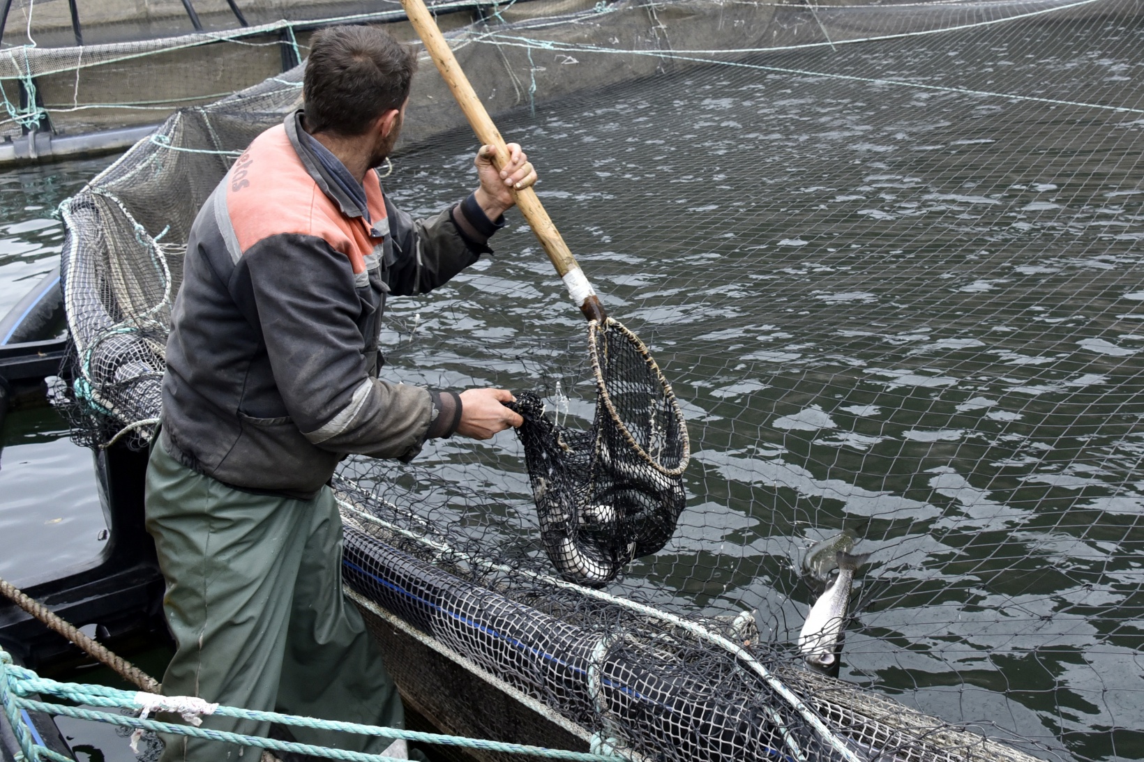 Karlı dağların arasından dünyaya balık ihracatı 23