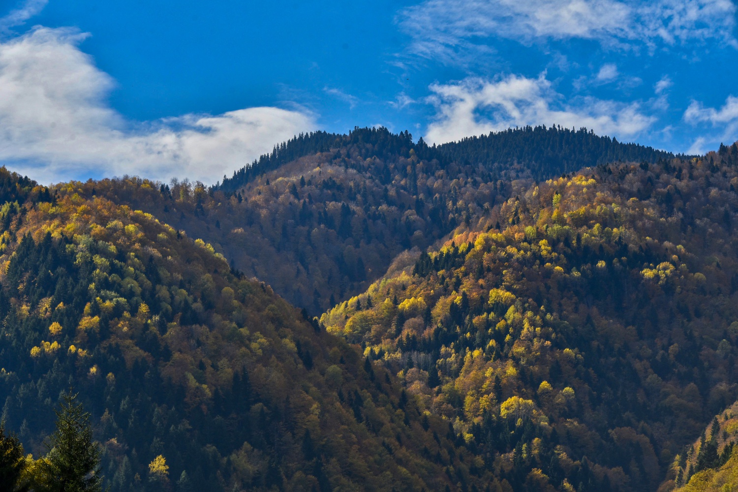 Örümcek Ormanlarında renk cümbüşü 3