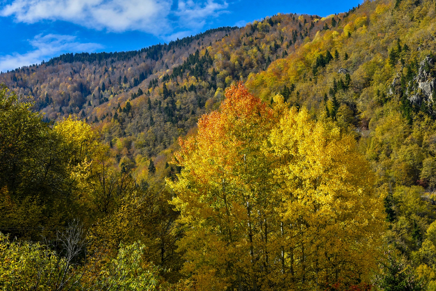 Örümcek Ormanlarında renk cümbüşü 5