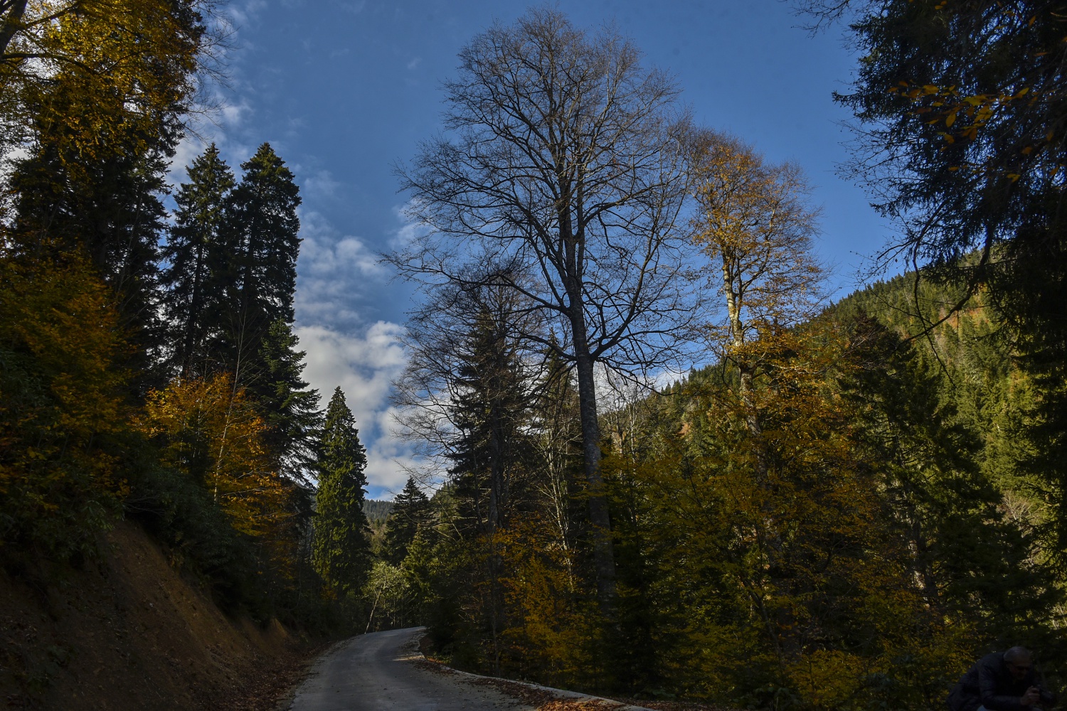 Örümcek Ormanlarında renk cümbüşü 2