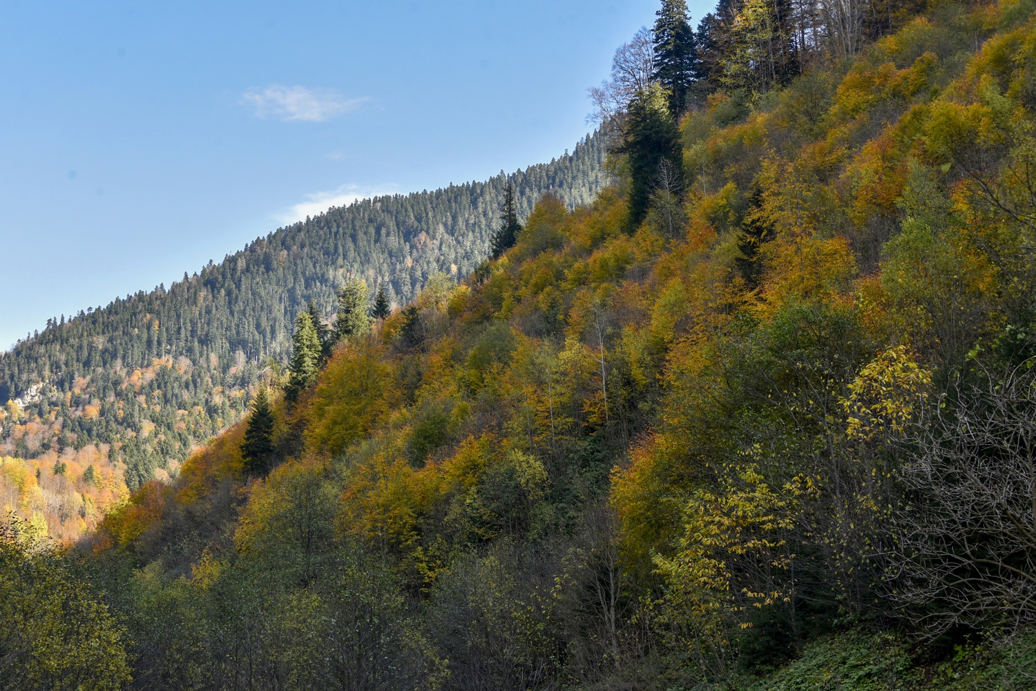 Örümcek Ormanlarında renk cümbüşü 8