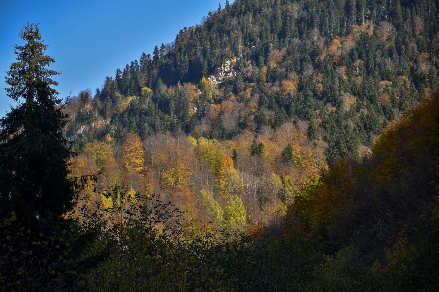Örümcek Ormanlarında renk cümbüşü 1
