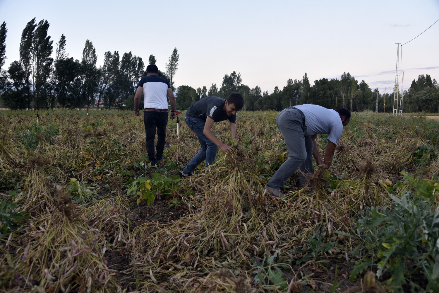 Köse’de kuru fasulye hasadı başladı 7