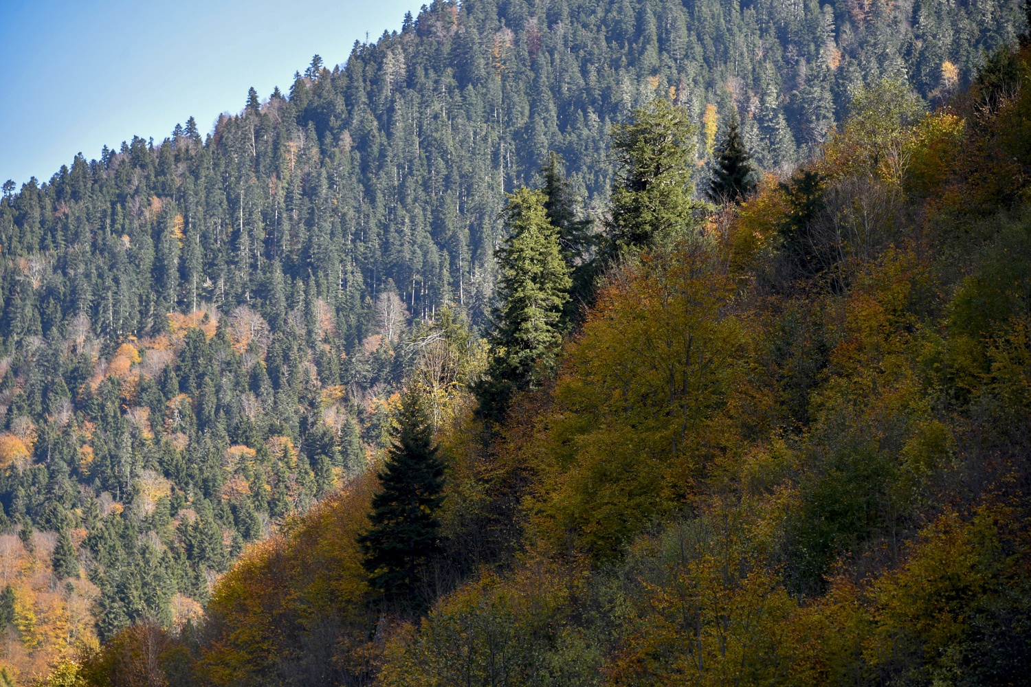 Örümcek Ormanlarında renk cümbüşü 4
