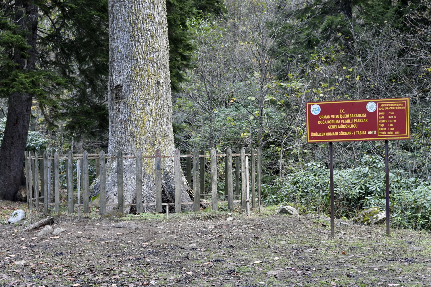 Örümcek Ormanlarında renk cümbüşü 9