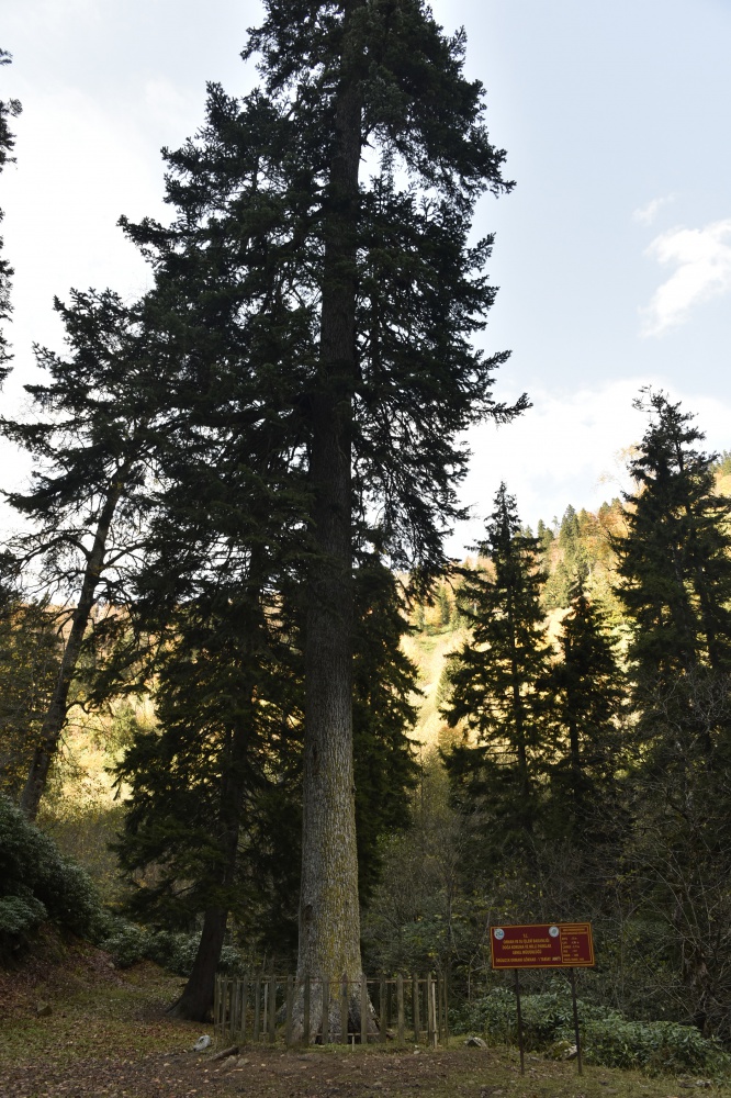 Örümcek Ormanlarında renk cümbüşü 7