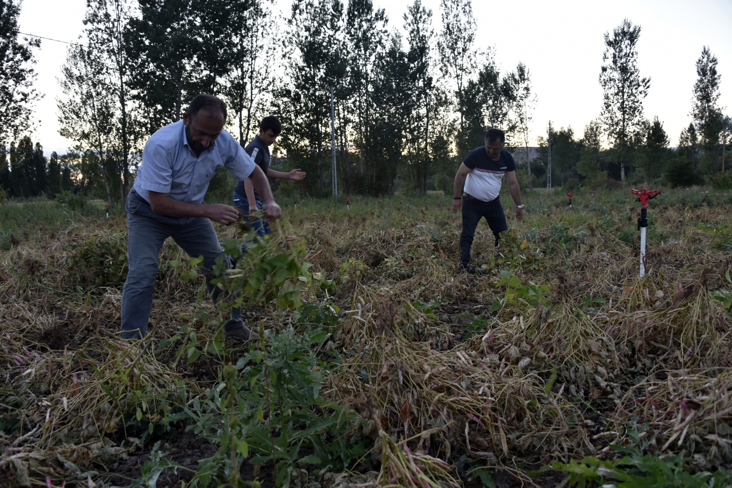 Köse’de kuru fasulye hasadı başladı 9