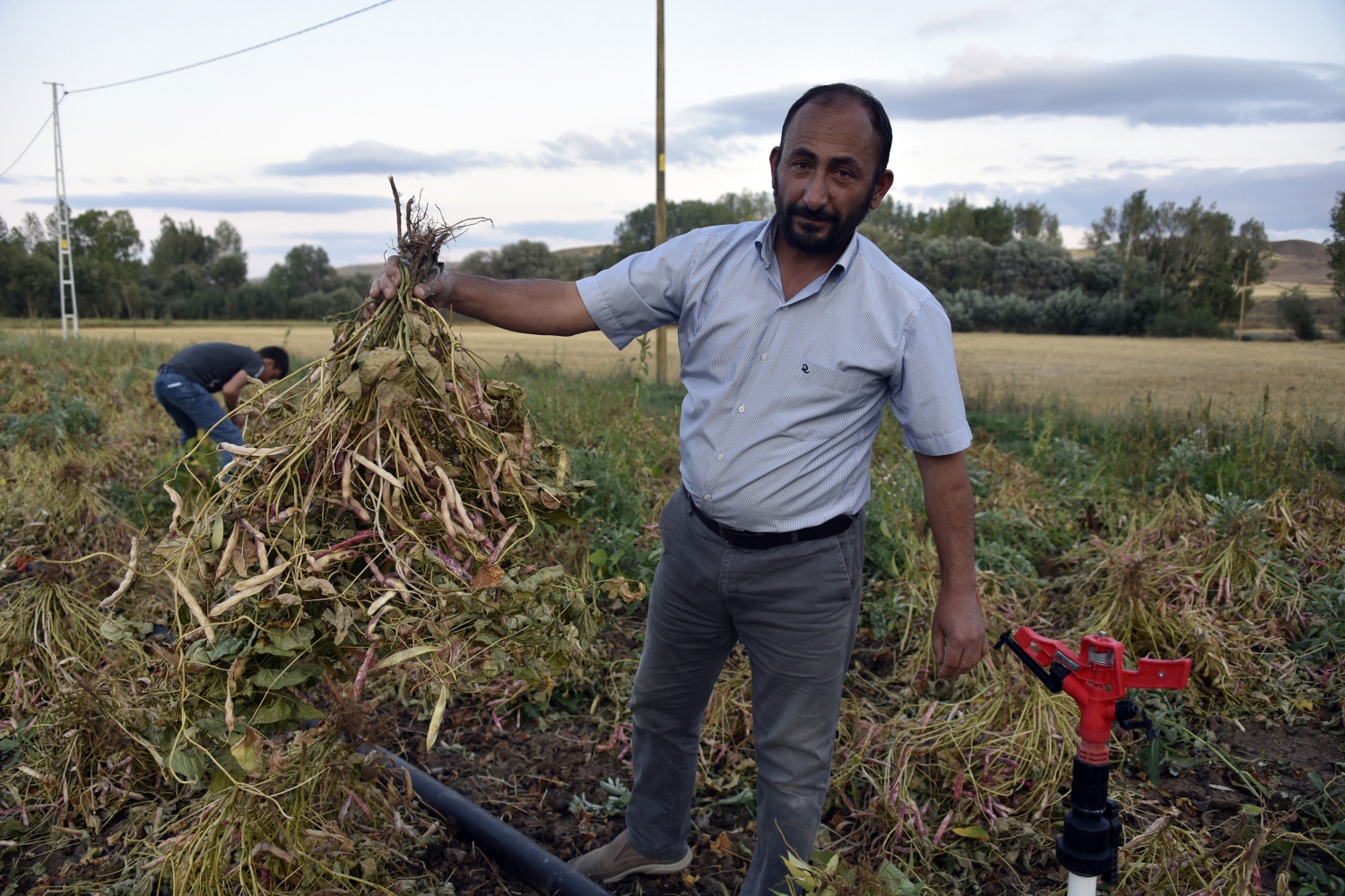 Köse’de kuru fasulye hasadı başladı 4