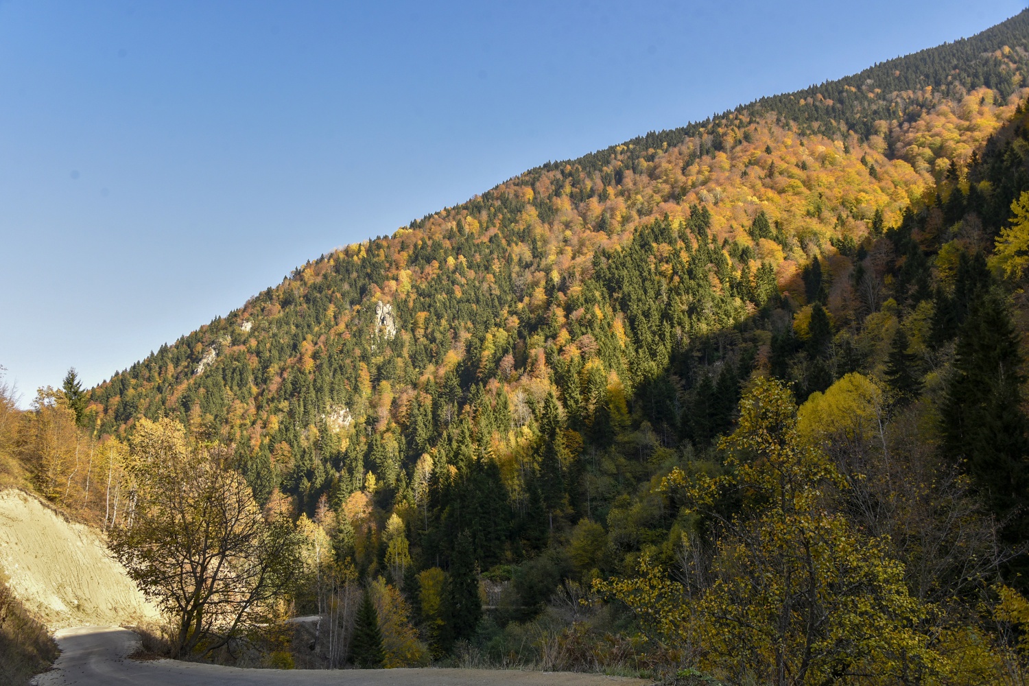 Örümcek Ormanlarında renk cümbüşü 6