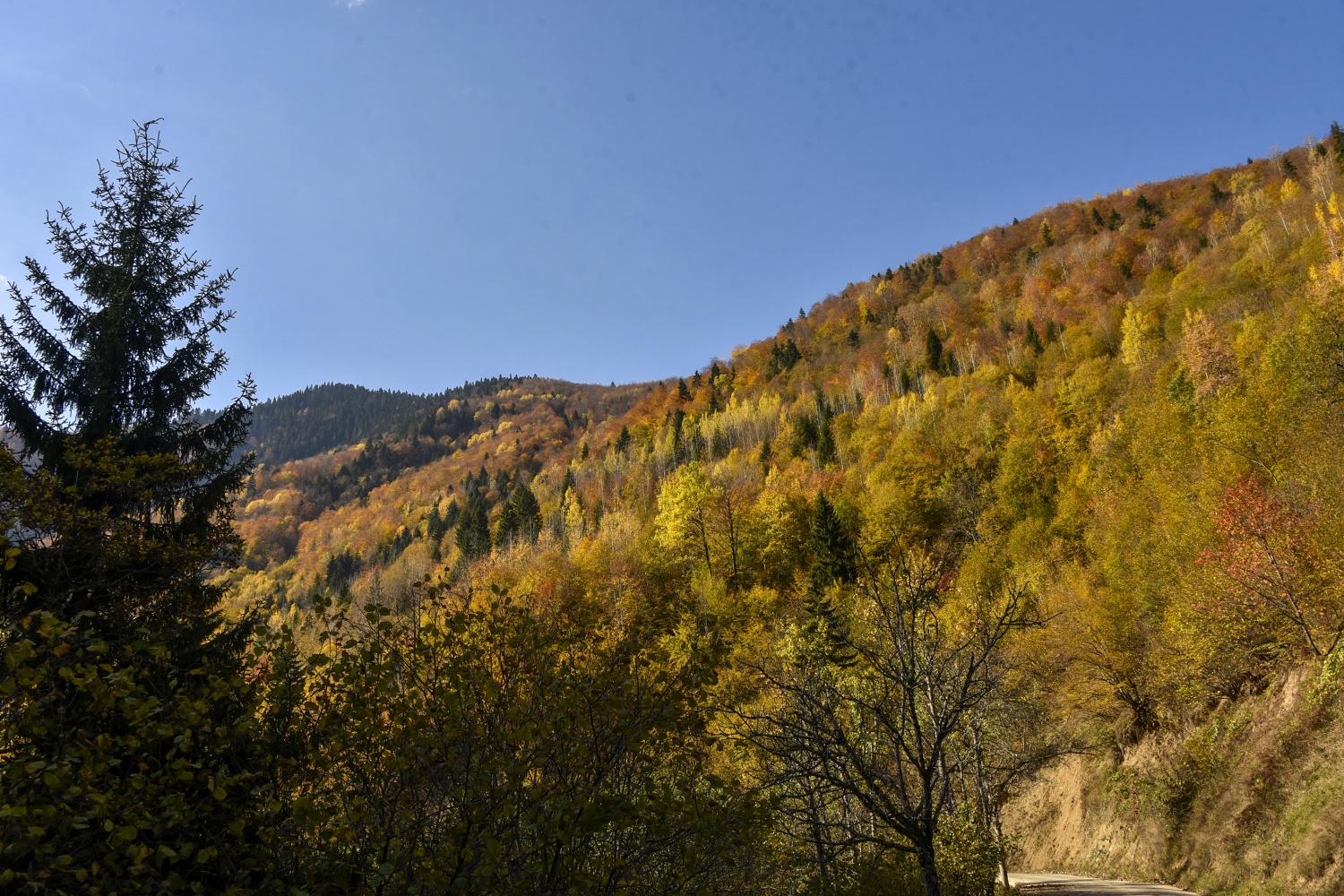 Örümcek Ormanlarında renk cümbüşü 11