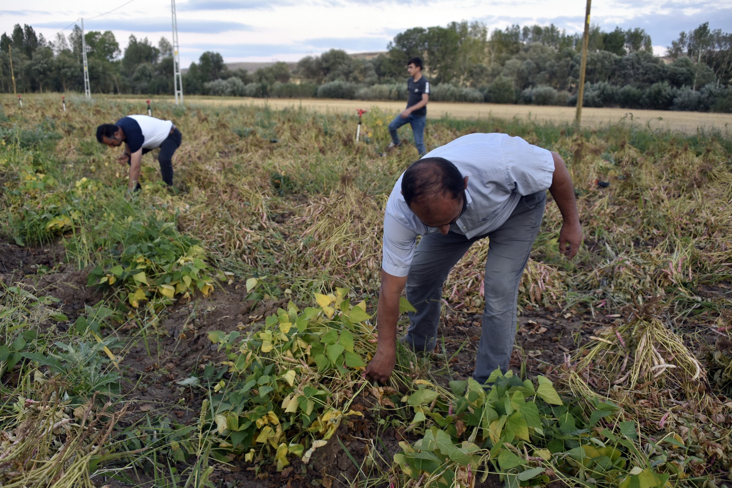 Köse’de kuru fasulye hasadı başladı 1