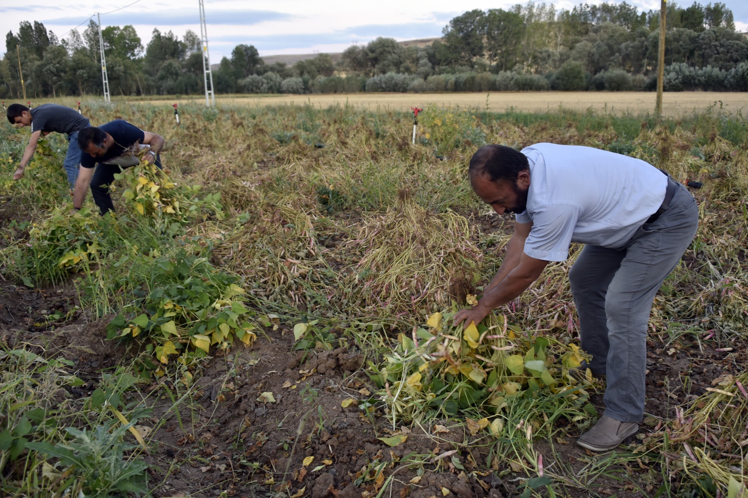 Köse’de kuru fasulye hasadı başladı 2