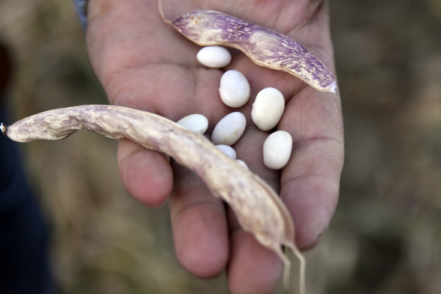 Köse’de kuru fasulye hasadı başladı 12