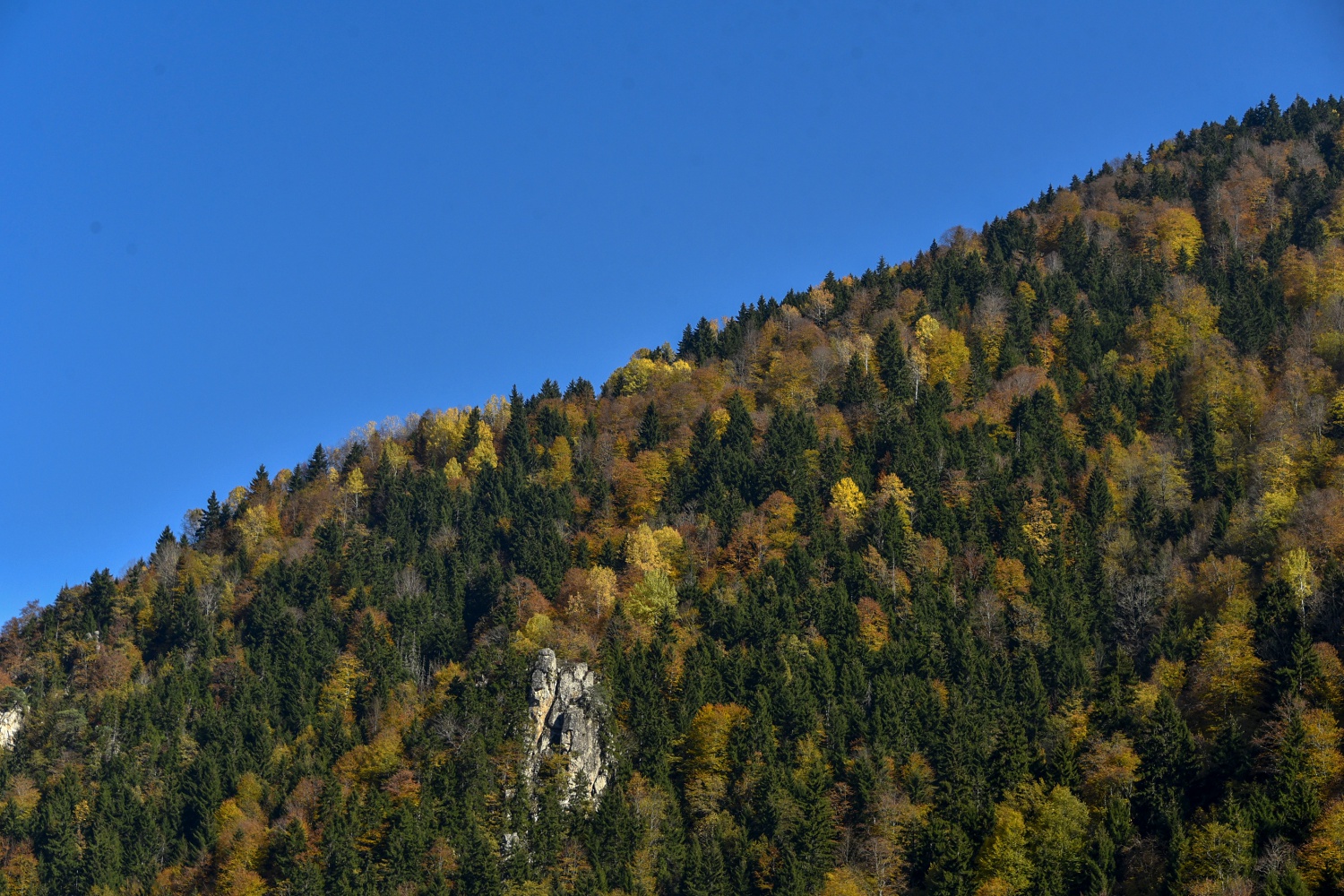 Örümcek Ormanlarında renk cümbüşü 12