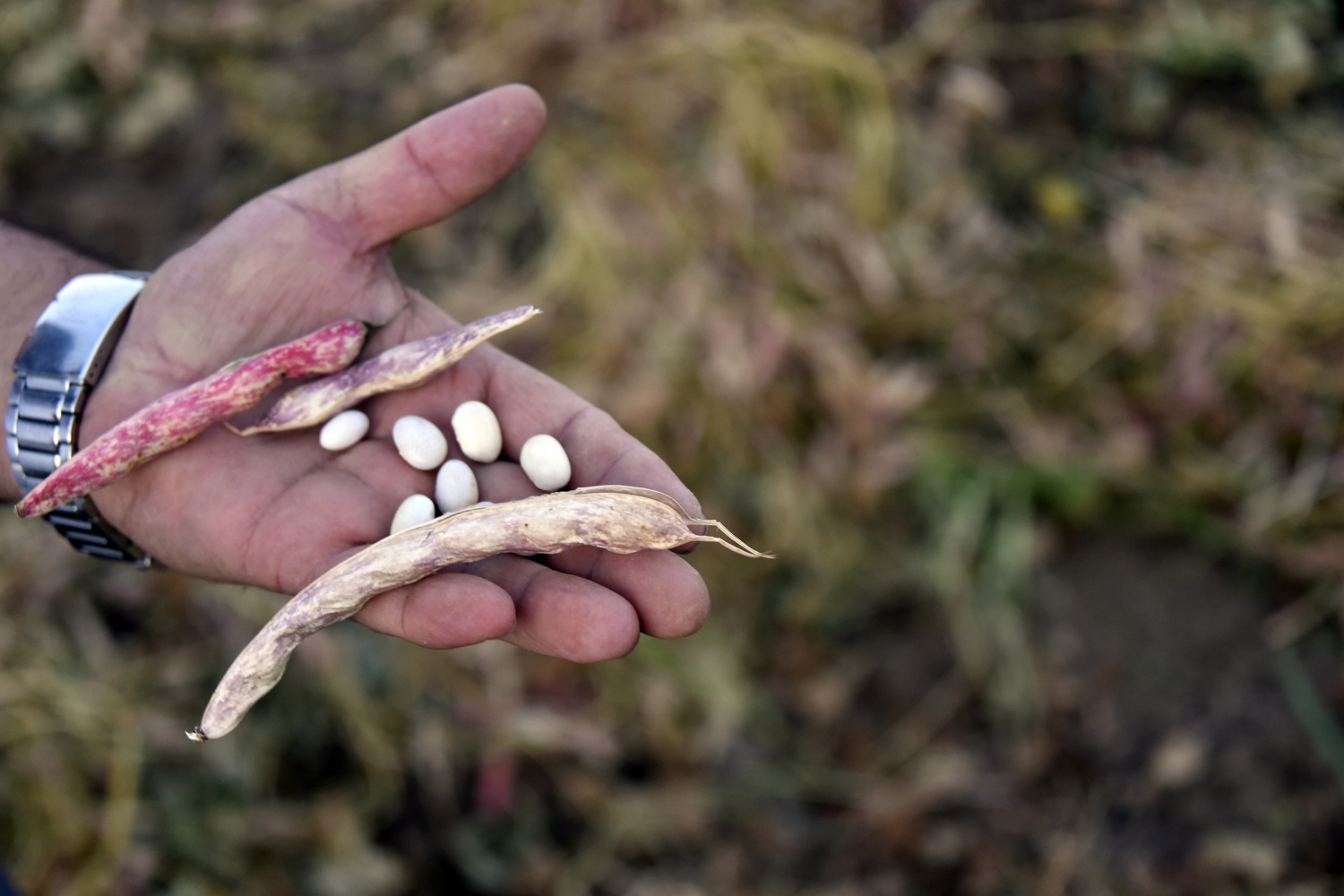 Köse’de kuru fasulye hasadı başladı 11