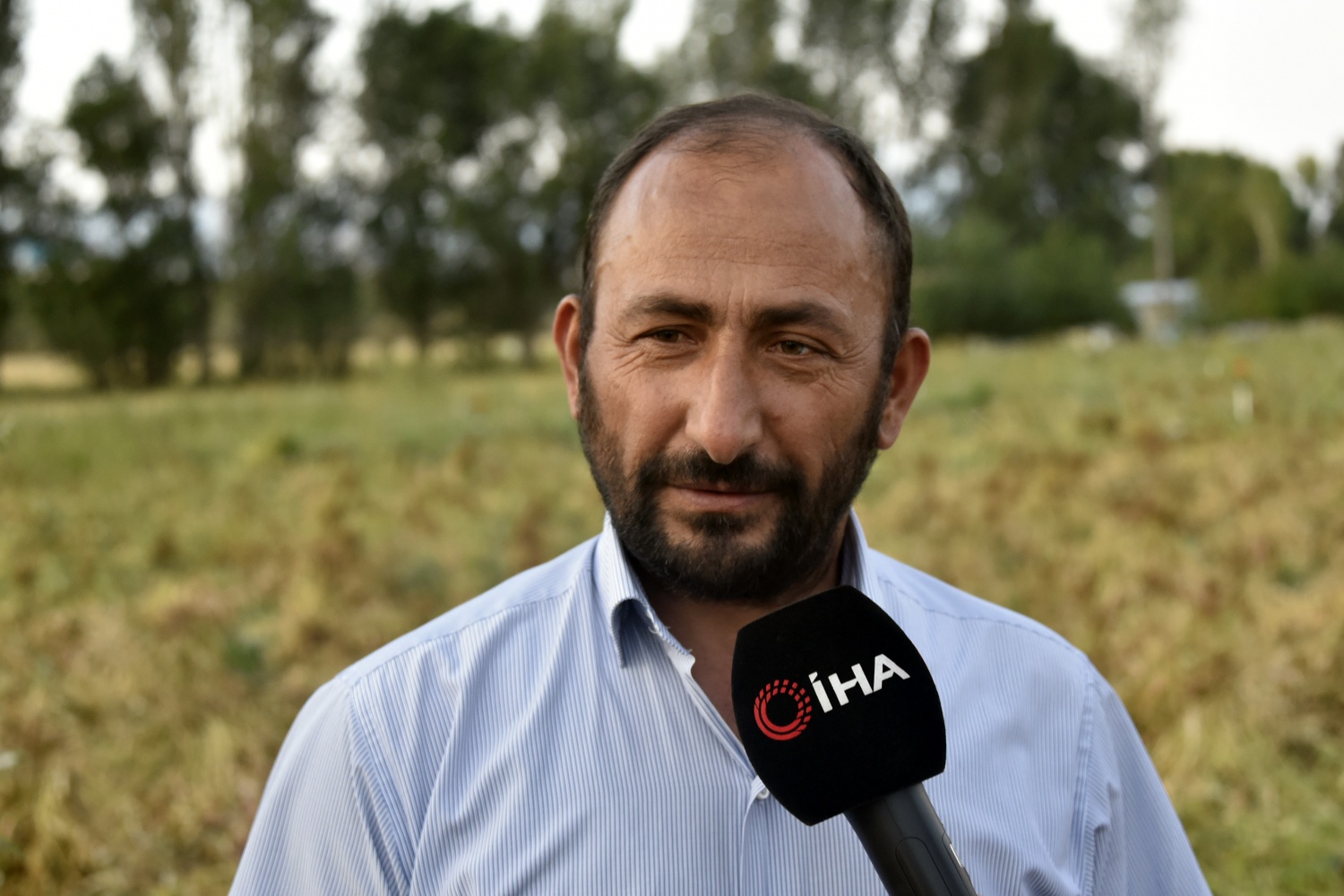 Köse’de kuru fasulye hasadı başladı 5