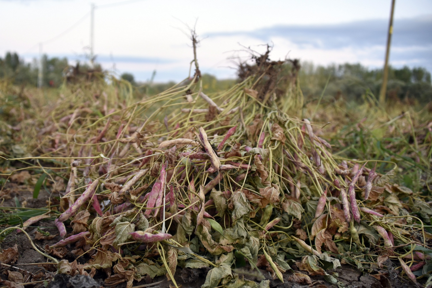 Köse’de kuru fasulye hasadı başladı 8