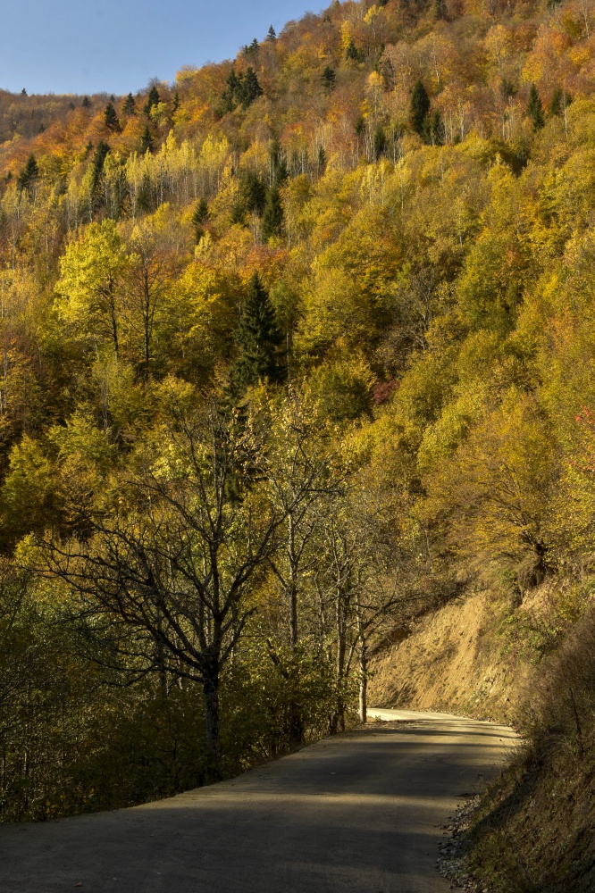 Örümcek Ormanlarında renk cümbüşü 13