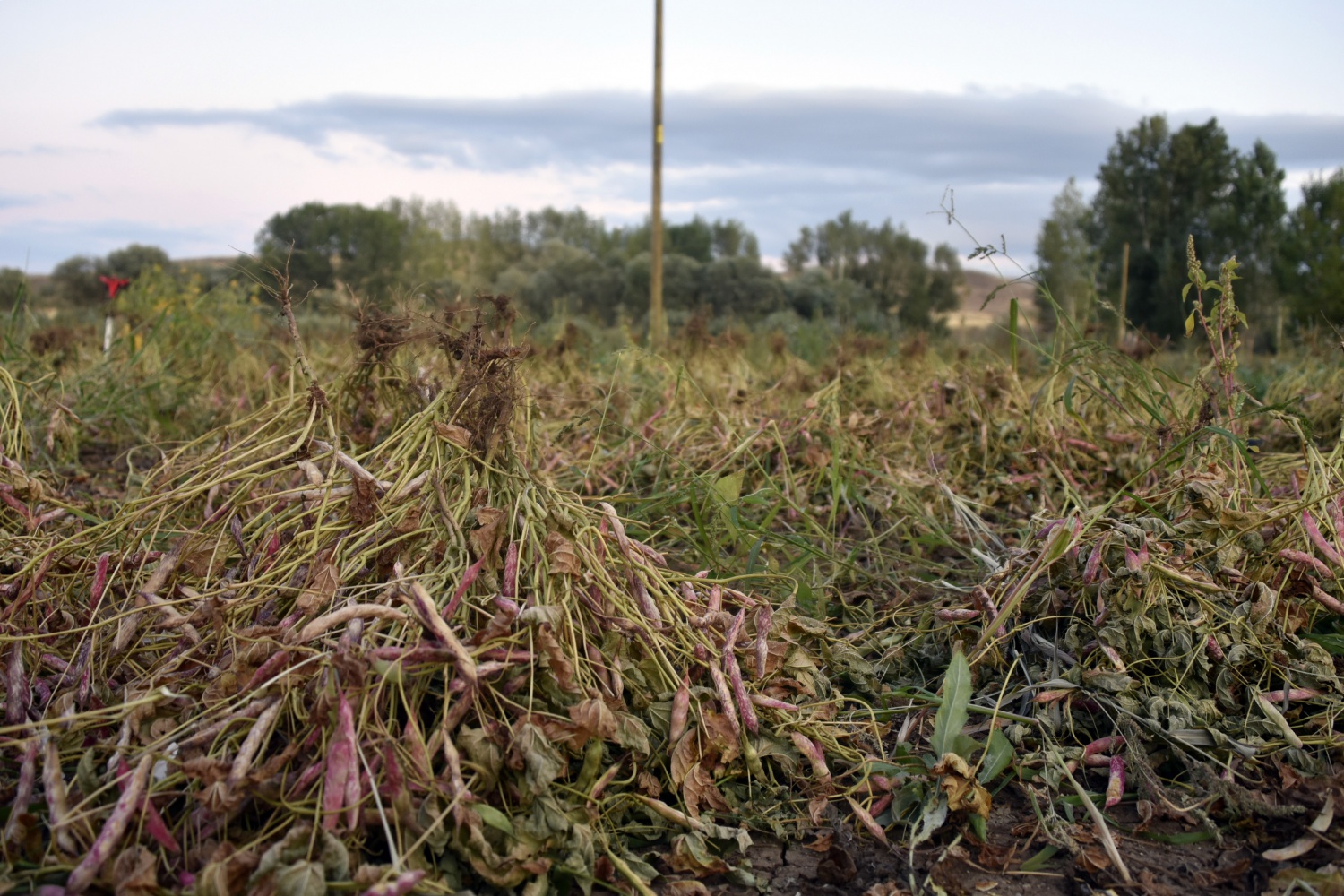 Köse’de kuru fasulye hasadı başladı 10