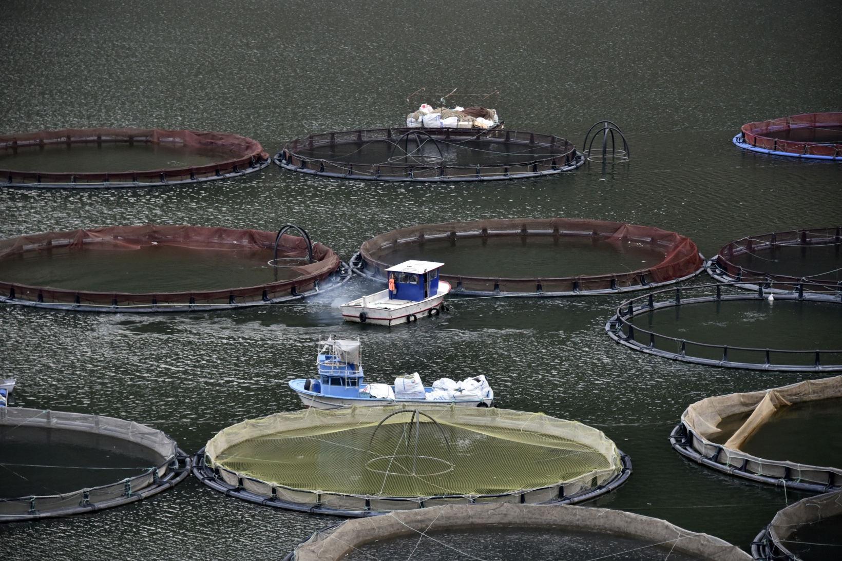 Karlı dağların arasından dünyaya balık ihracatı 17