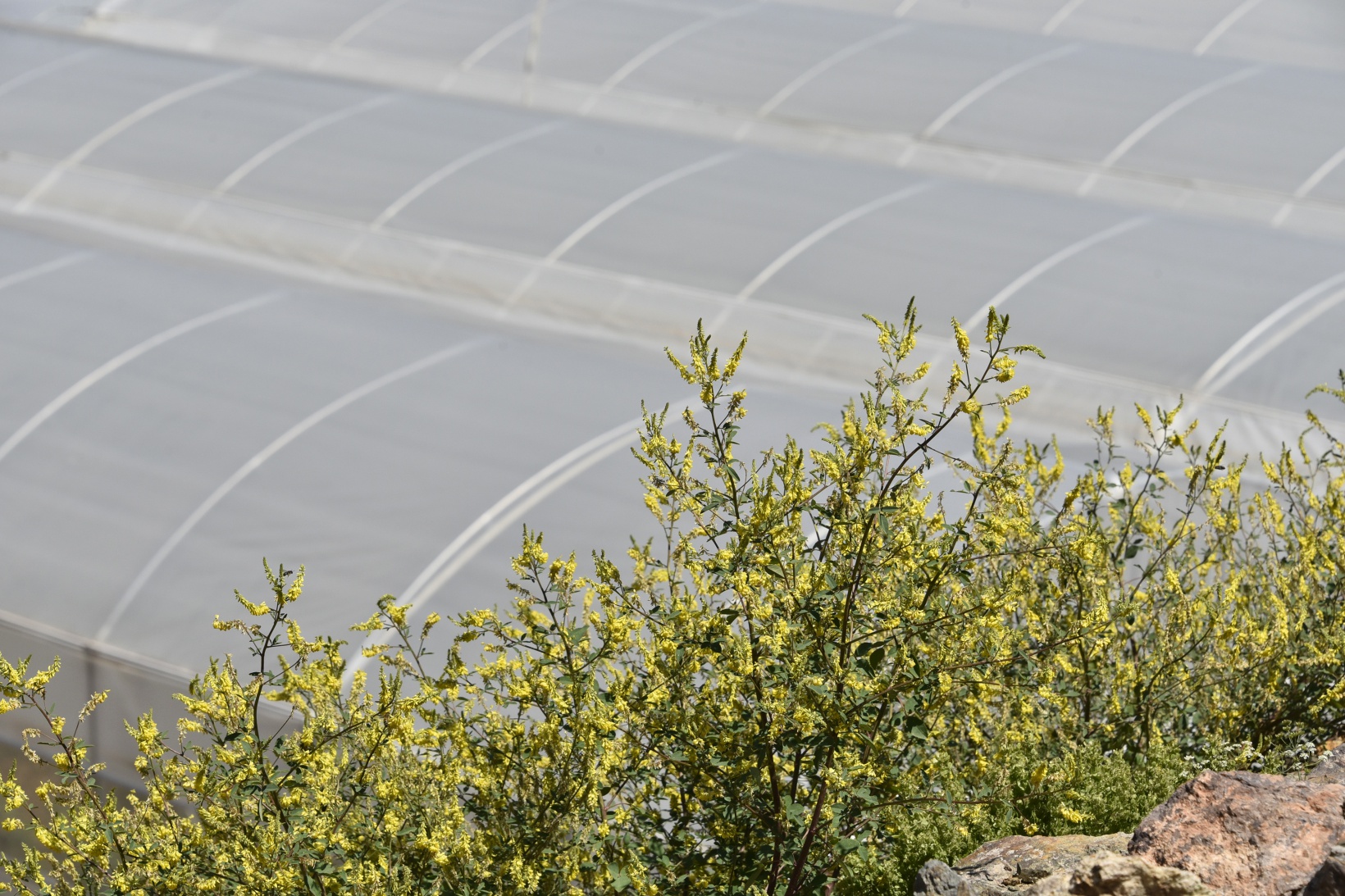 Gümüşhane’nin en büyük sera alanını Torul Belediyesi kurdu 2