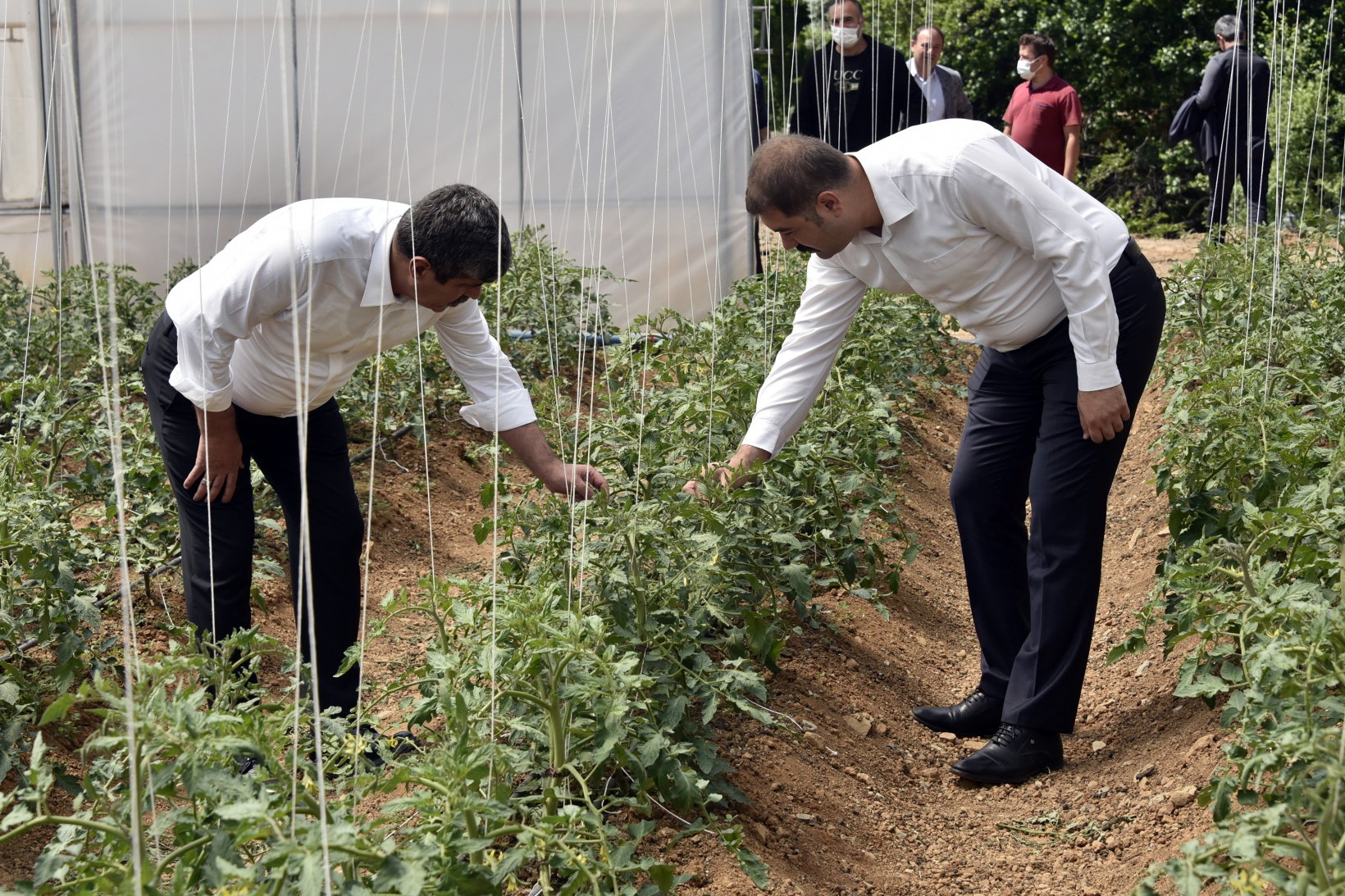 Gümüşhane’nin en büyük sera alanını Torul Belediyesi kurdu 12