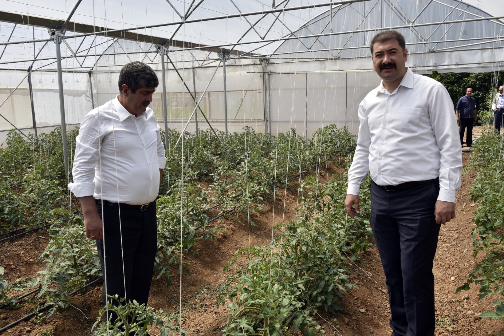 Gümüşhane’nin en büyük sera alanını Torul Belediyesi kurdu 16