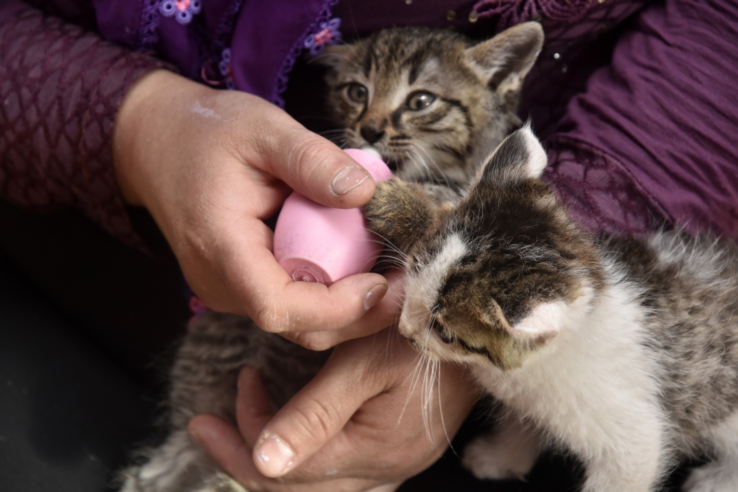 Evlerini ve gönüllerini Pamuk ve Şahin’e açtılar 4