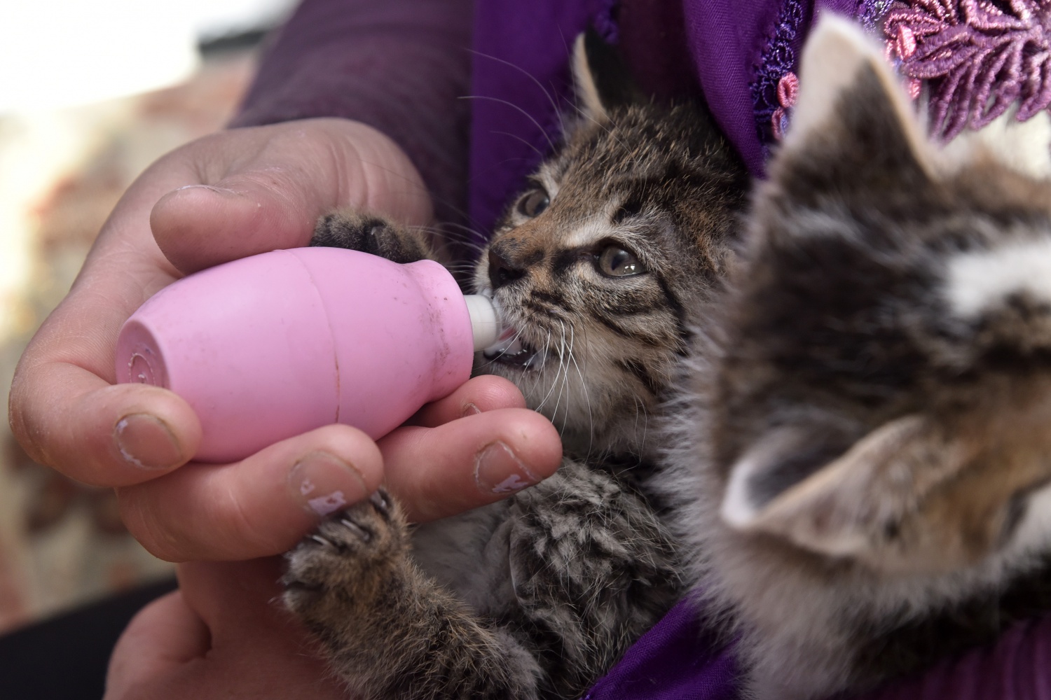 Evlerini ve gönüllerini Pamuk ve Şahin’e açtılar 7