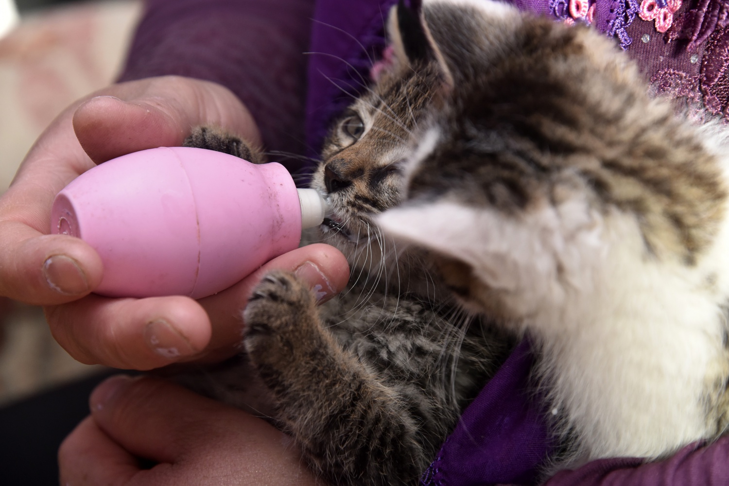 Evlerini ve gönüllerini Pamuk ve Şahin’e açtılar 3