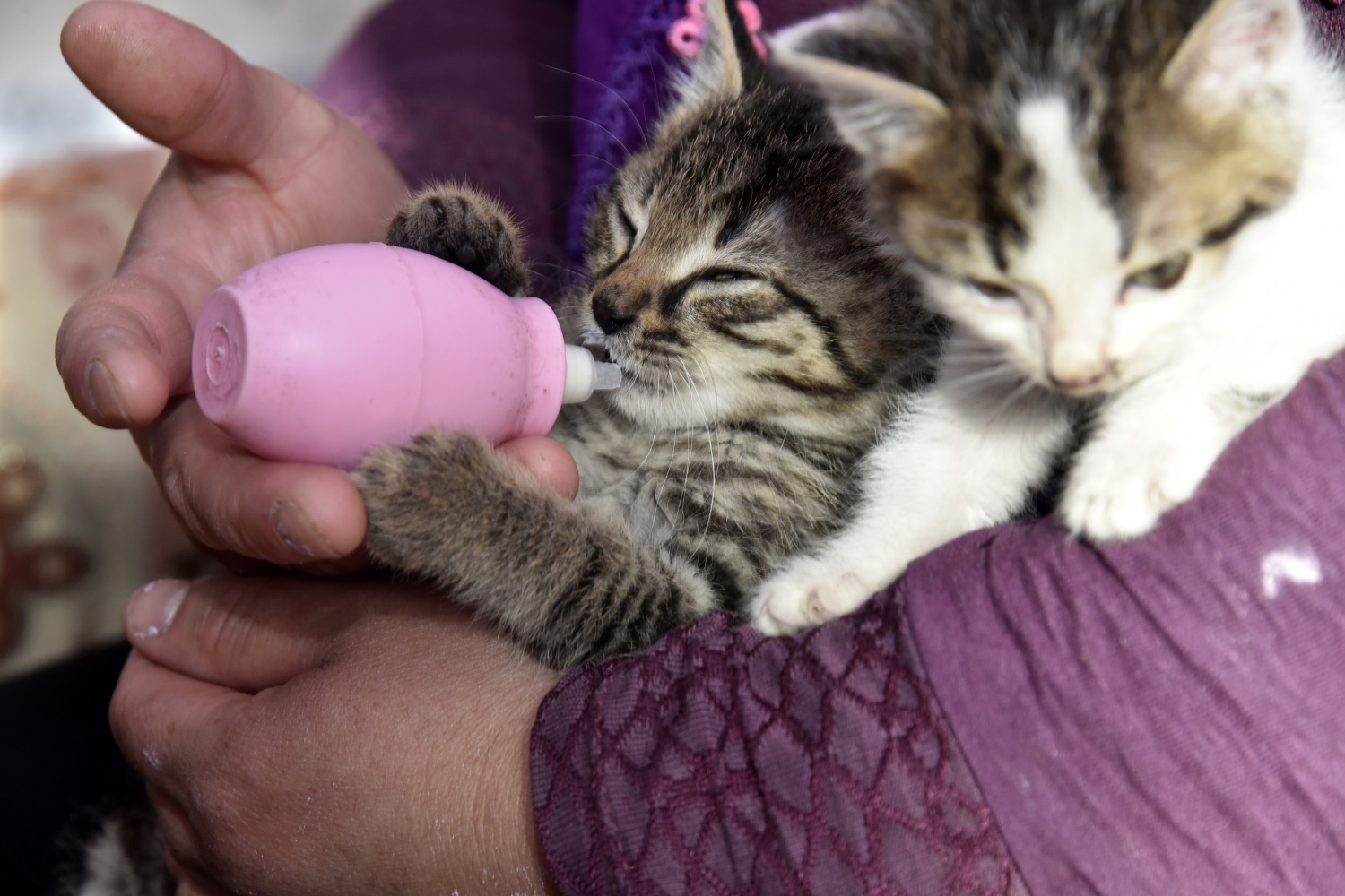 Evlerini ve gönüllerini Pamuk ve Şahin’e açtılar 1