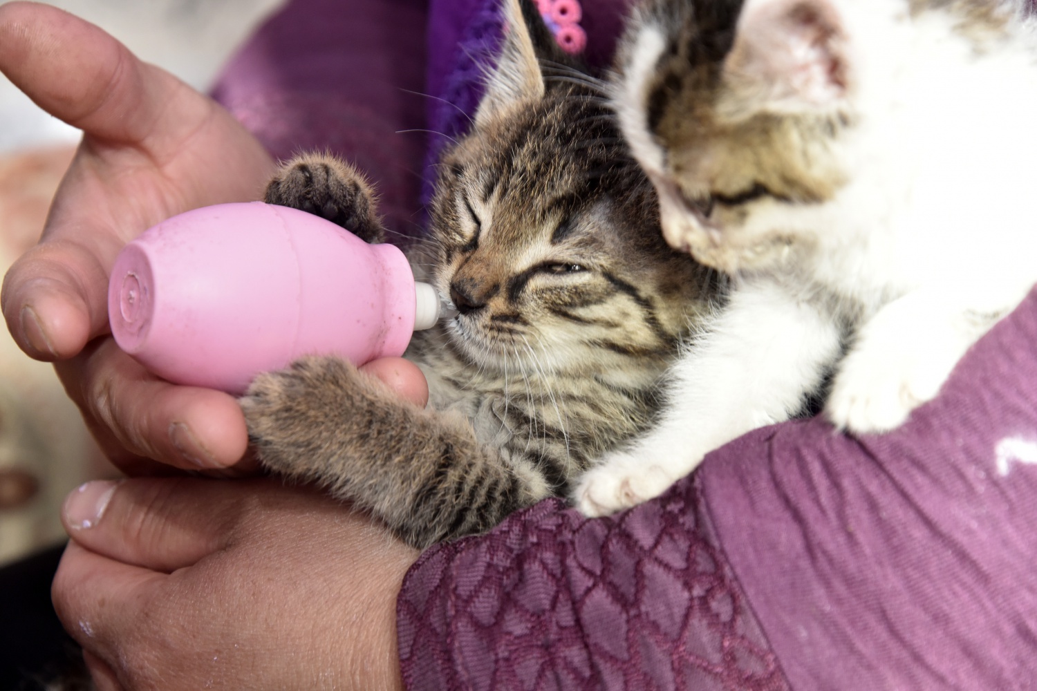 Evlerini ve gönüllerini Pamuk ve Şahin’e açtılar 8