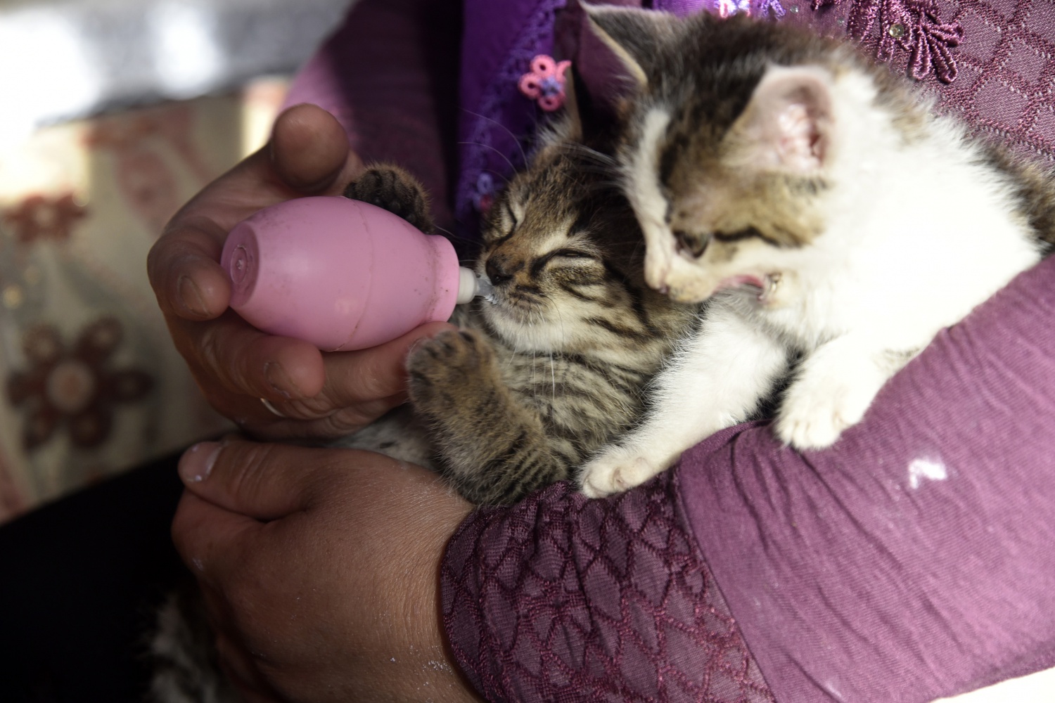 Evlerini ve gönüllerini Pamuk ve Şahin’e açtılar 9