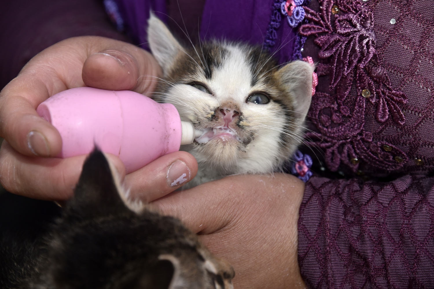 Evlerini ve gönüllerini Pamuk ve Şahin’e açtılar 5
