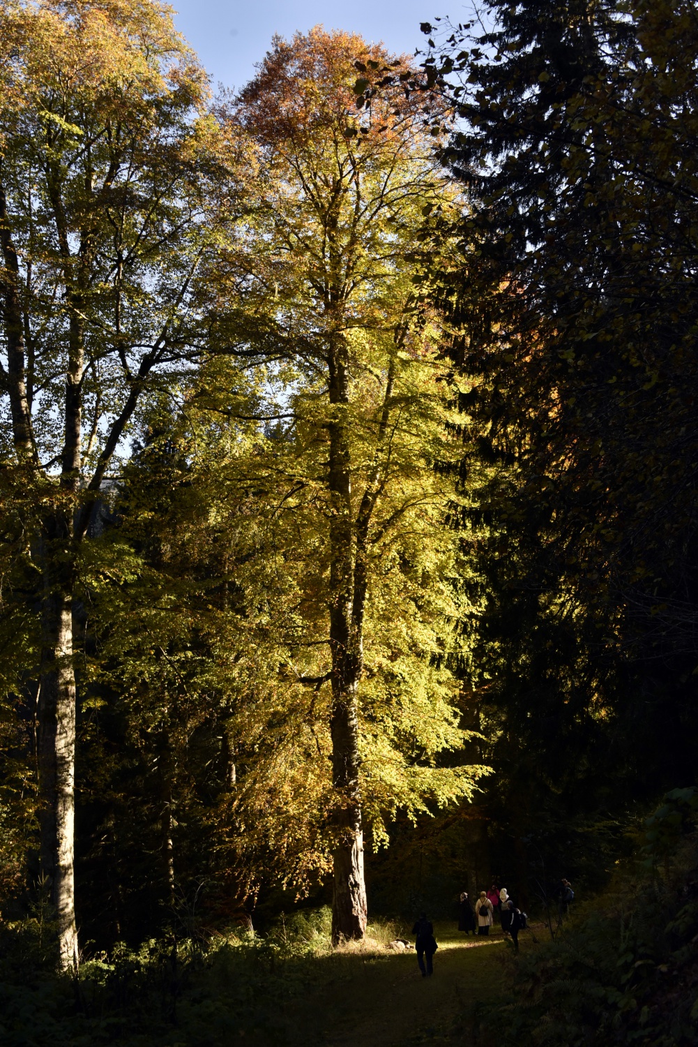 Eşsiz manzarayı görmek için canlı ağaç müzesine akın ettiler 16