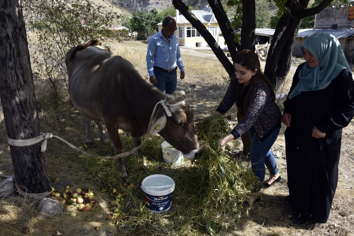 Bayburt’tan kaçan inek Gümüşhane’de bulundu 8